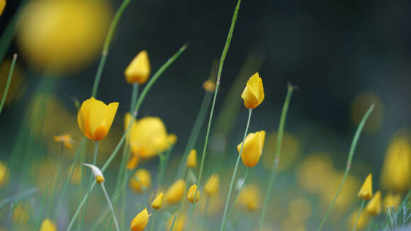 Image of tufted poppy