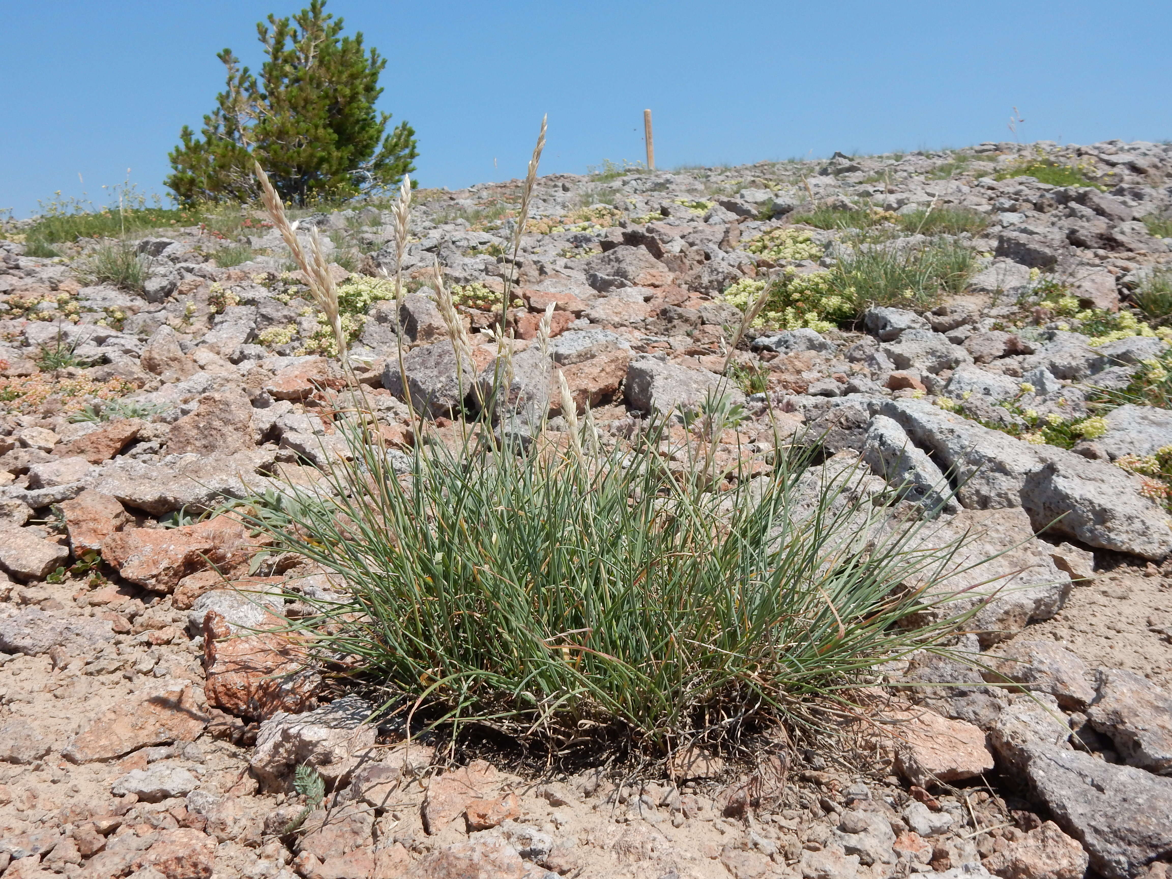 Image de Poa fendleriana (Steud.) Vasey