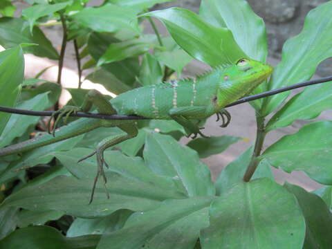 Image of Common green forest lizard