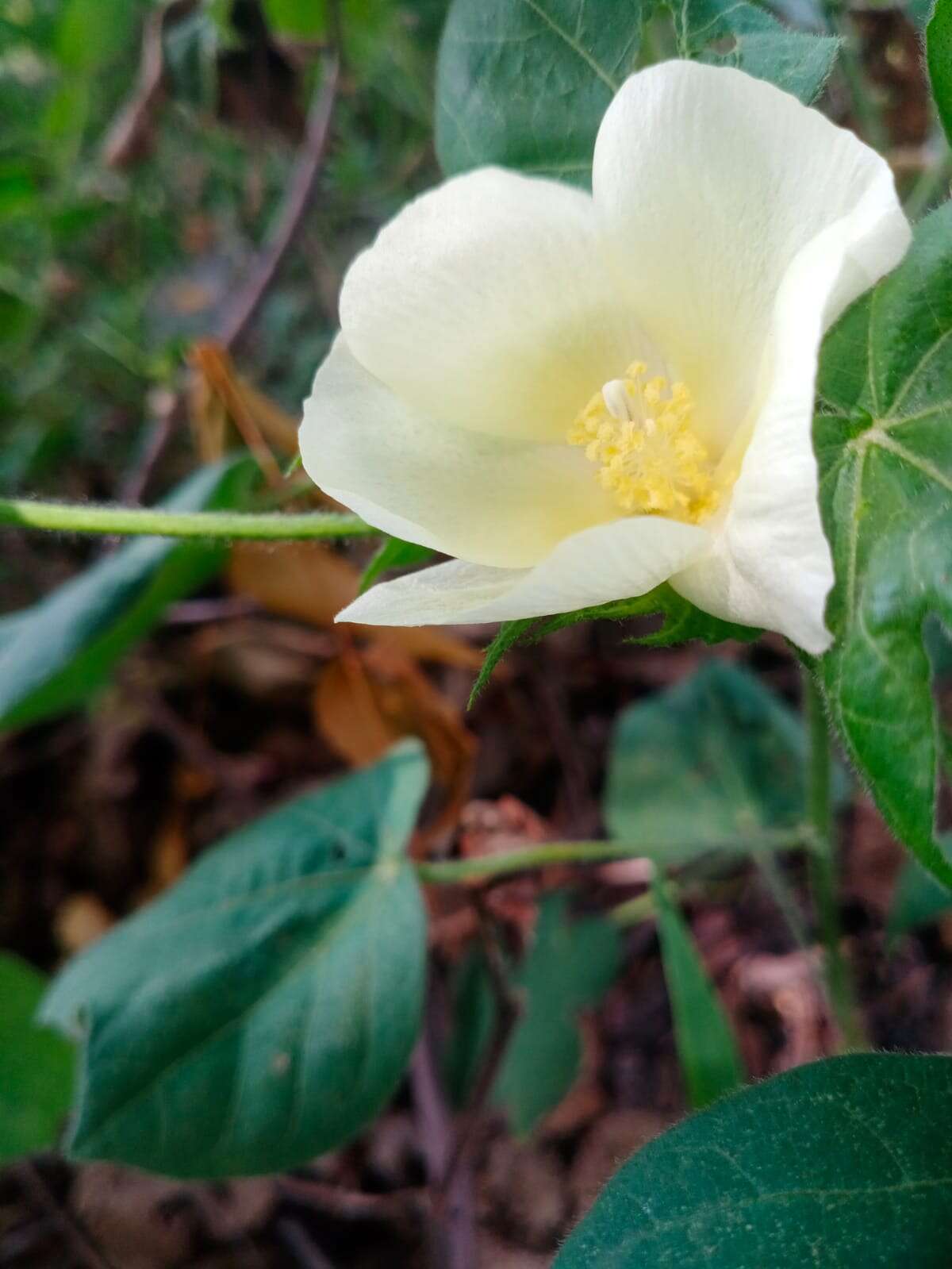 Gossypium herbaceum L. resmi