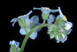 Image of broadleaf forget-me-not