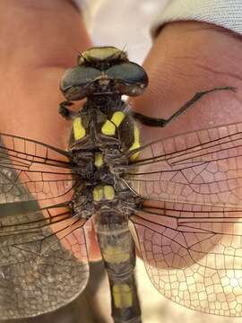 Image of Pacific Spiketail