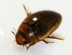 Image de Noterus clavicornis