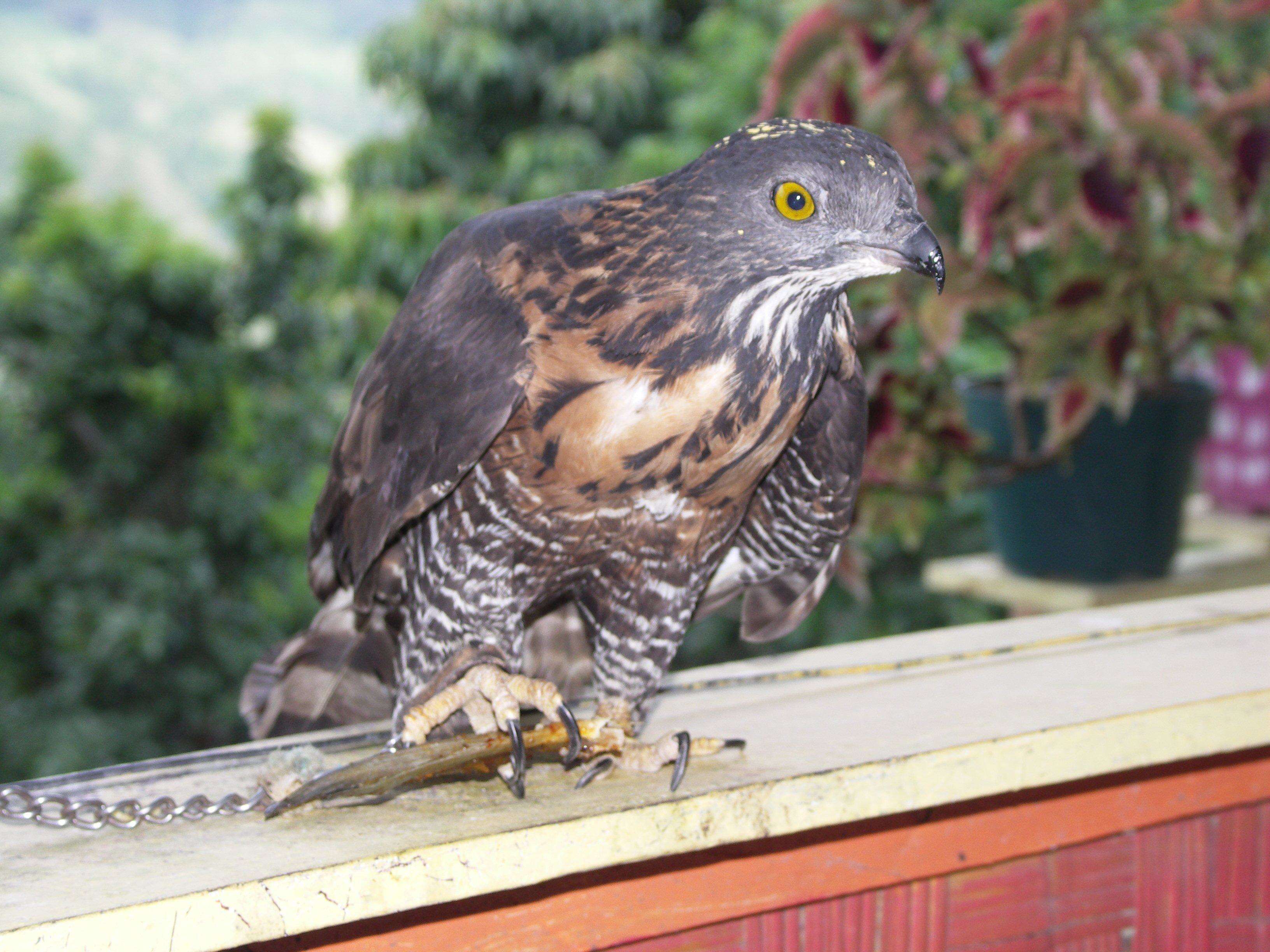 Image of Barred Honey Buzzard