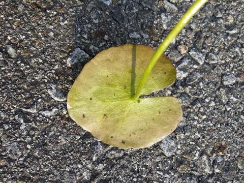 Image of yellow floatingheart