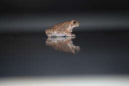 Image of asian black spotted toad