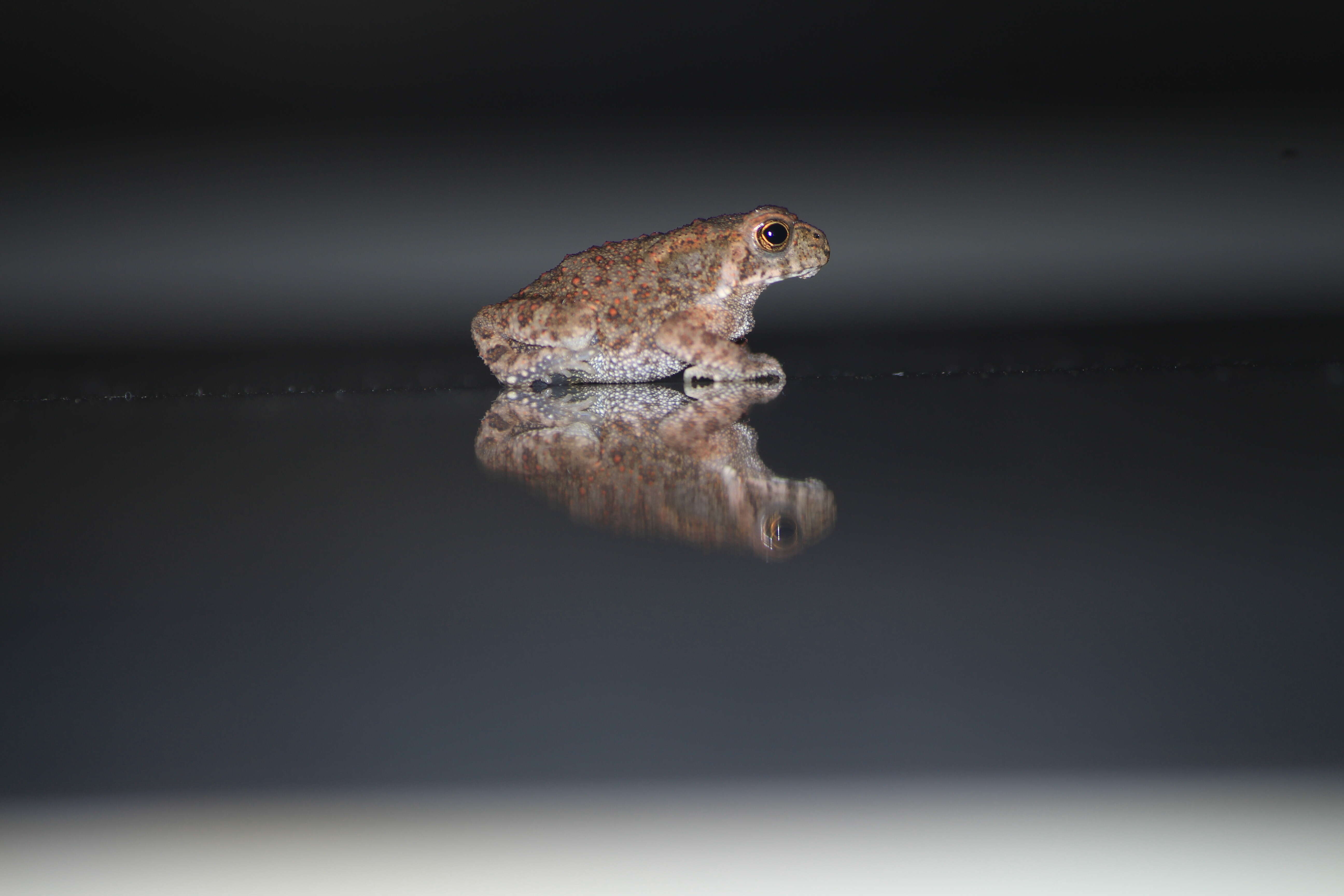 Image of asian black spotted toad