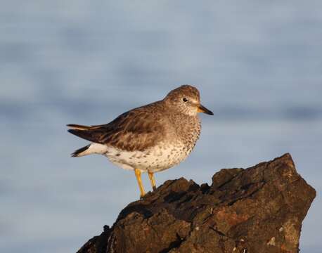 Image of Surfbird