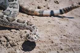 Image of Mohave Rattlesnake