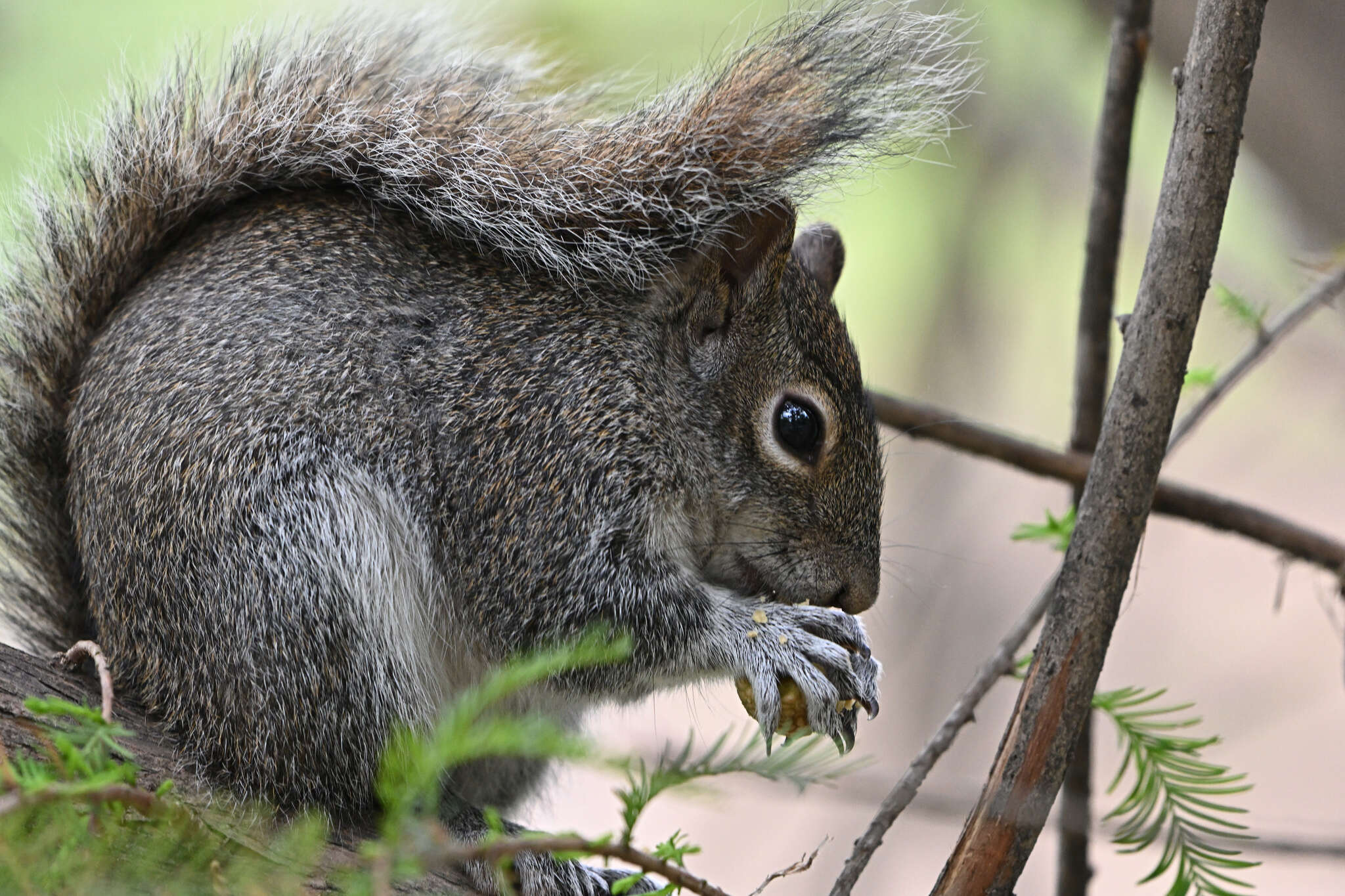 Image of Allen's Squirrel