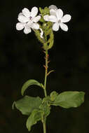 Image of wild leadwort