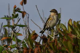 Image of Myrtle Warbler