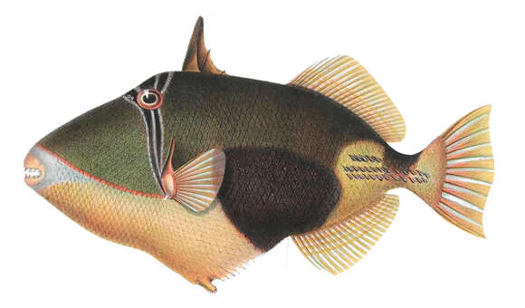 Image of Black patch triggerish