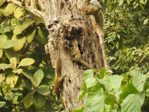 Image of Hoary-bellied Squirrel