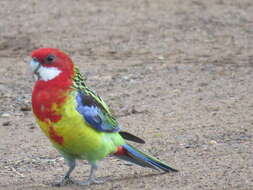 Image of Eastern Rosella