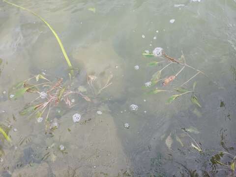 Image of Loddon Pondweed