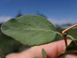 Image of western snowberry