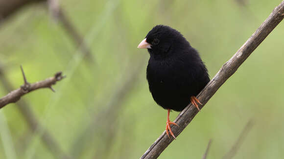 Image of Dusky Indigobird