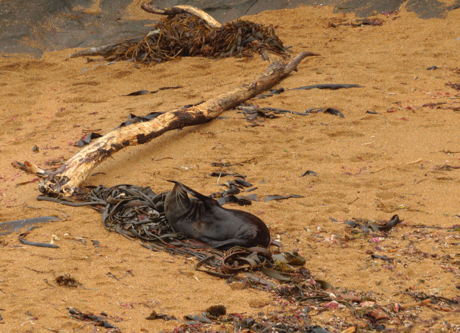 Image of Antipodean Fur Seal