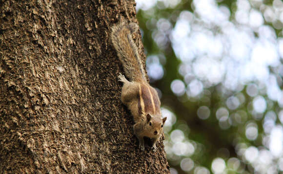 Image of Indian palm squirrel