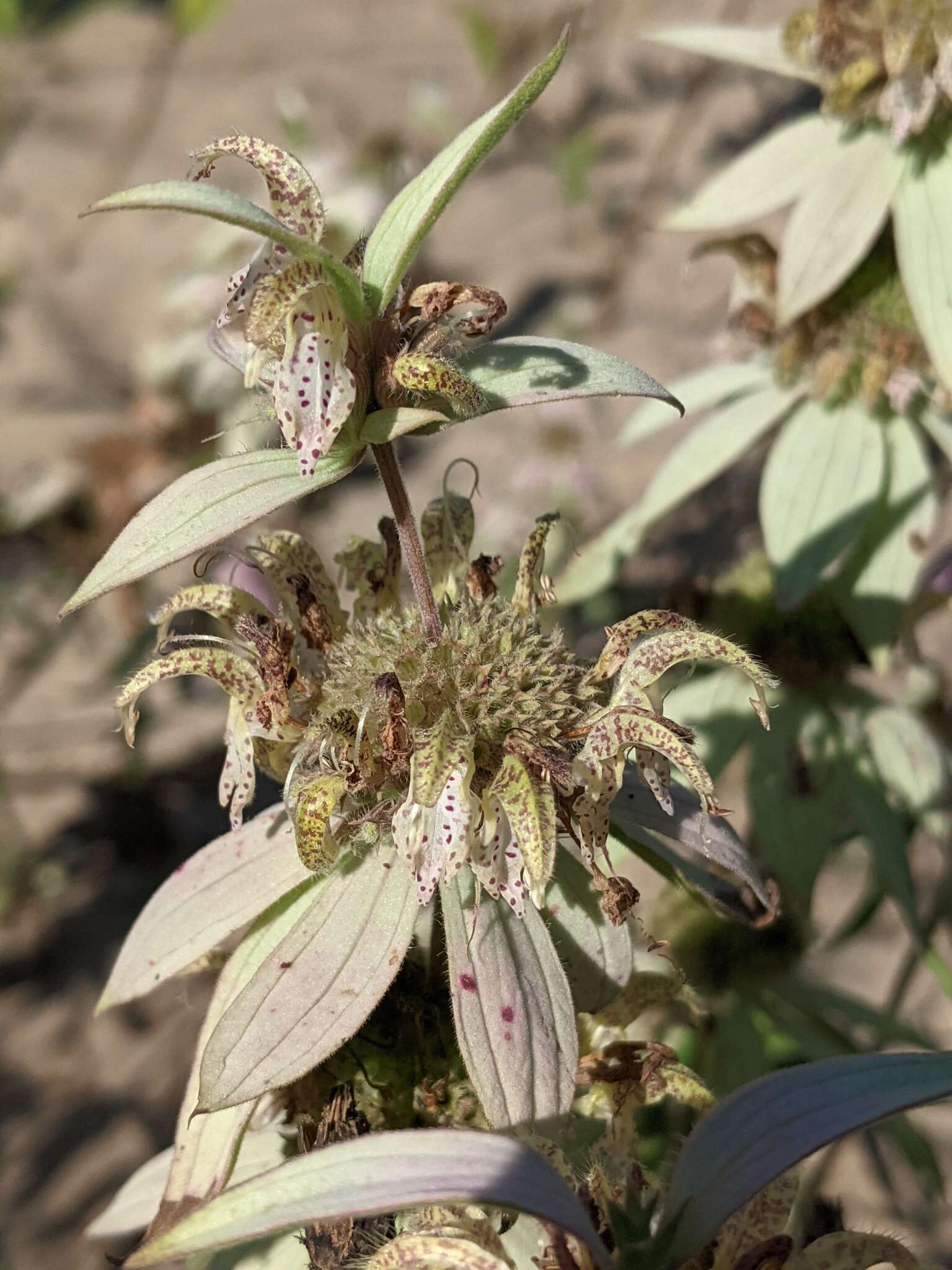 Image of spotted beebalm