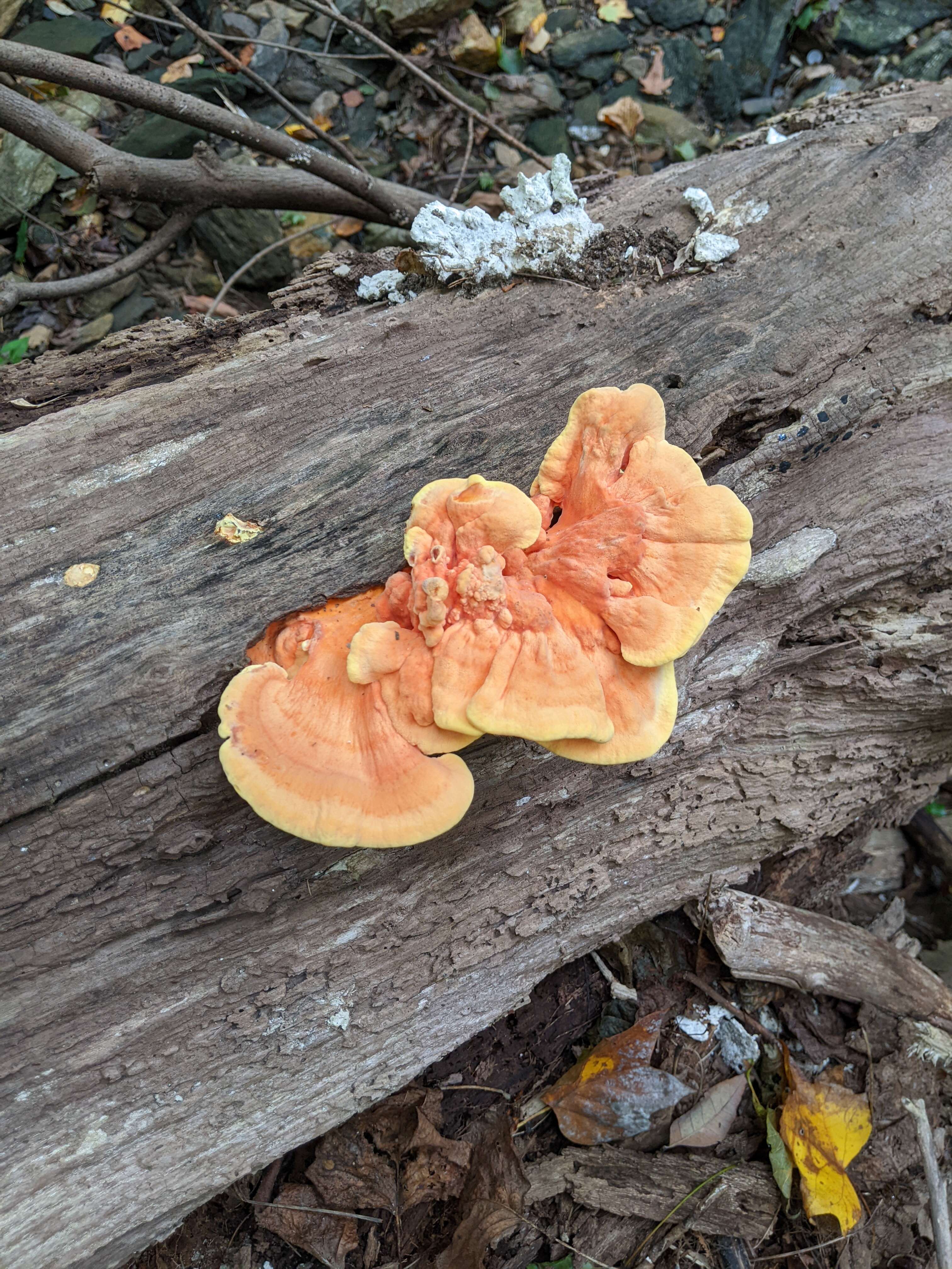 Image de Polypore soufré