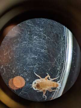 Image of jellyfish amphipods