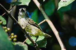Image of Speckled Tinkerbird