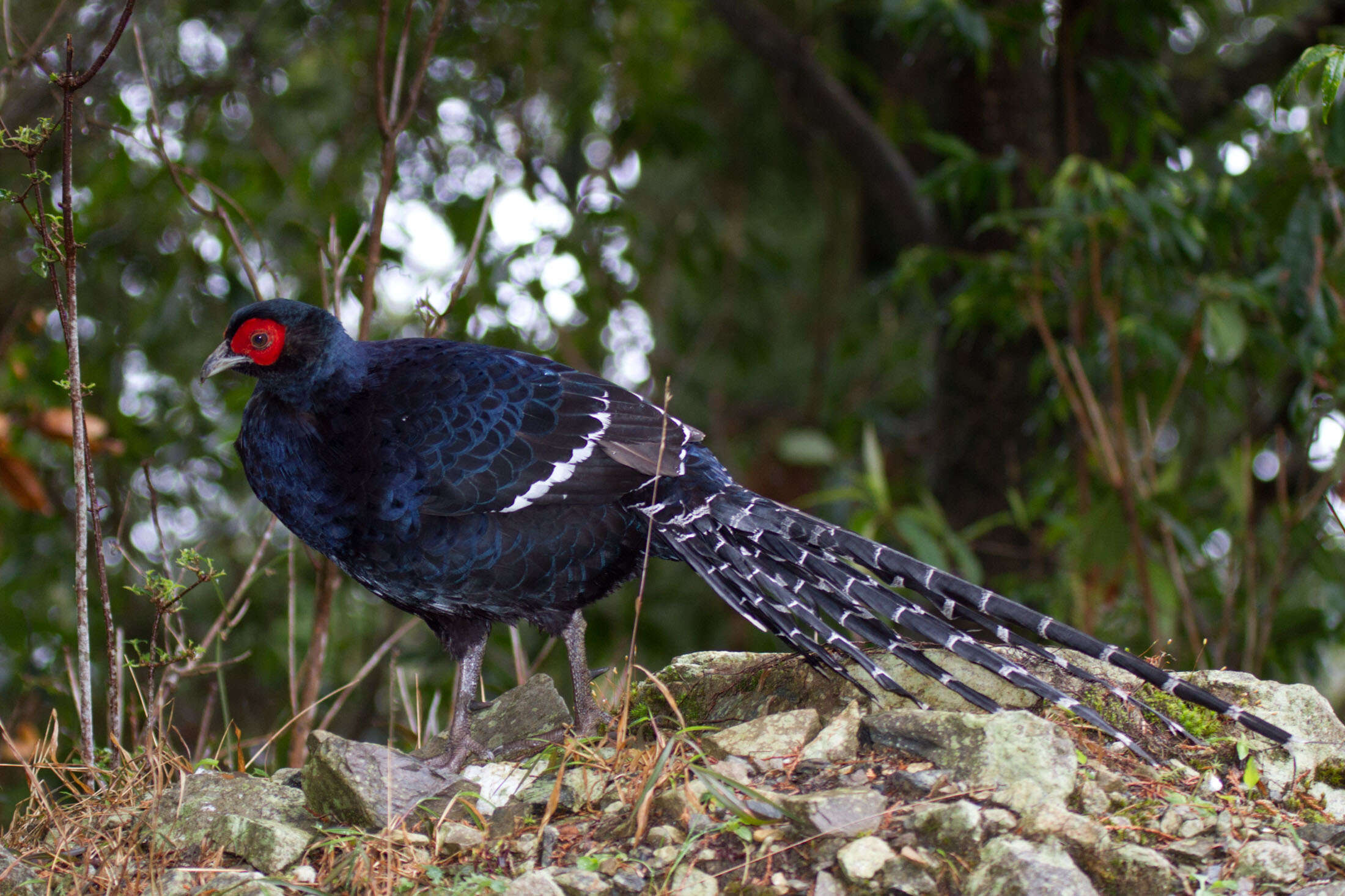 Image of Mikado Pheasant