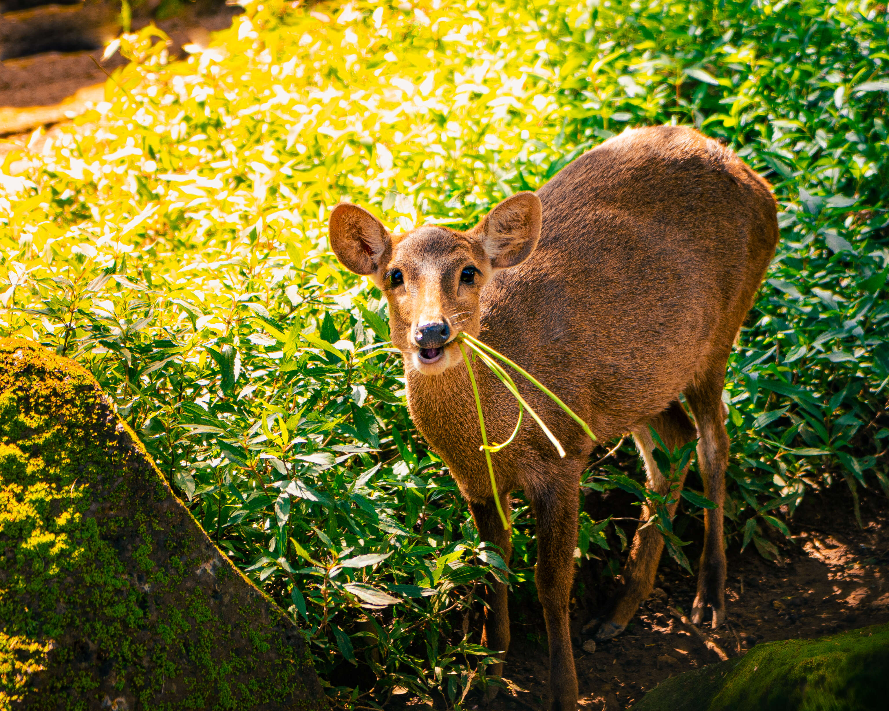 Image of Bawean Deer