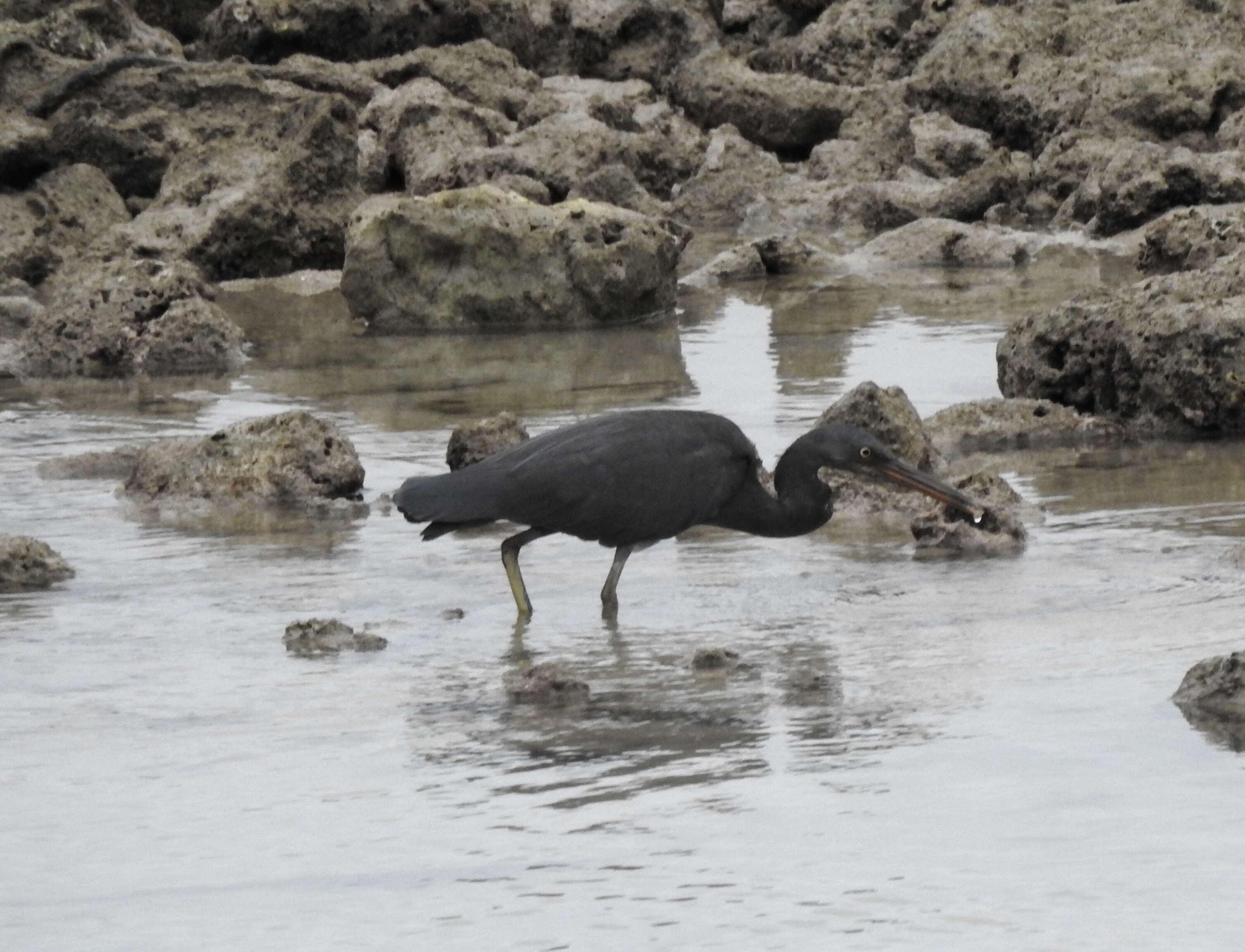 Image de Aigrette sacrée