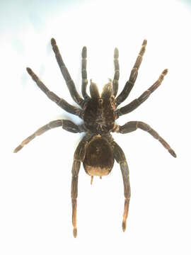 Image of Peruvian Steely Blue Tarantula