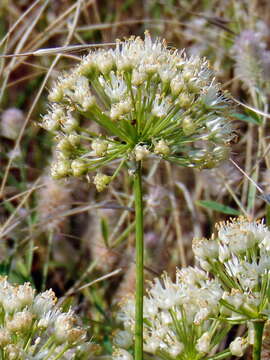 Image of Allium flavescens Besser