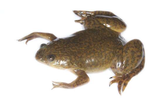 Image of African clawed frog