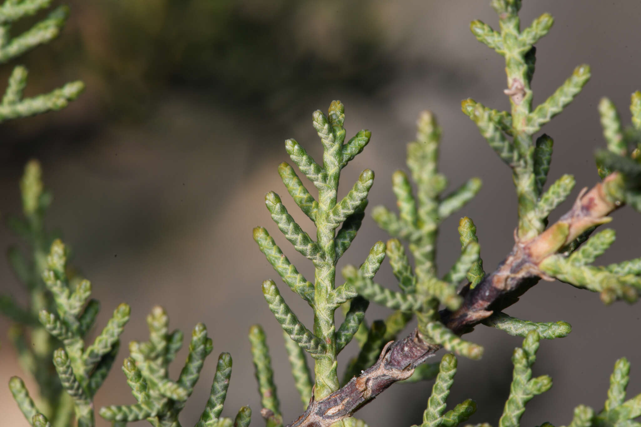 Cupressus guadalupensis var. forbesii (Jeps.) Little resmi