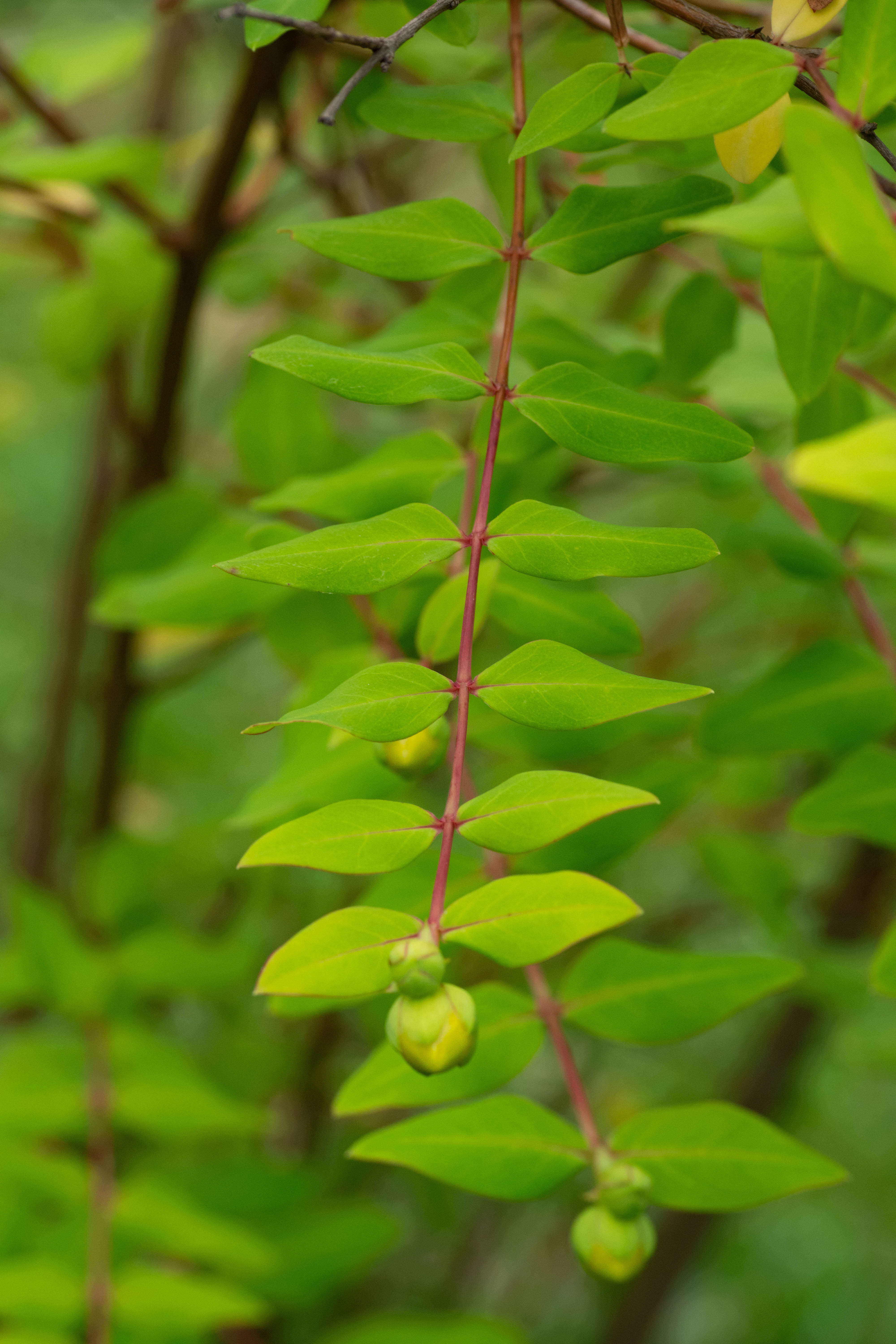 Imagem de Hypericum patulum C. P. Thunberg ex A. Murray