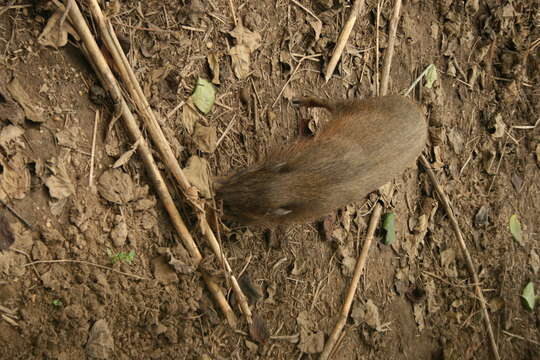 Image of pygmy hog