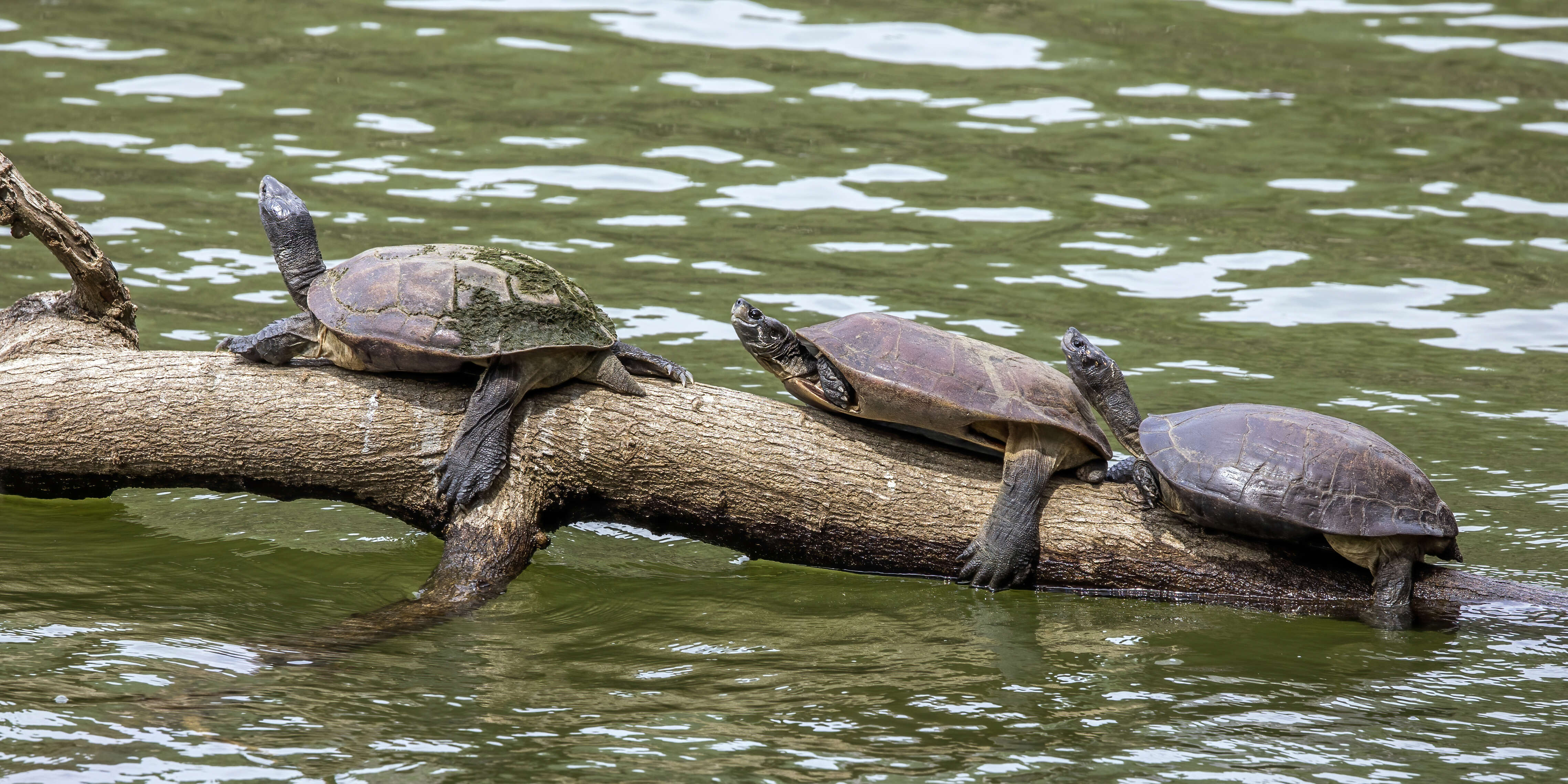 Plancia ëd Melanochelys trijuga (Schweigger 1812)