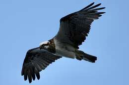 Image of Eastern Osprey