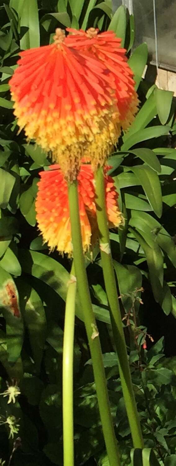 Imagem de Kniphofia uvaria (L.) Oken