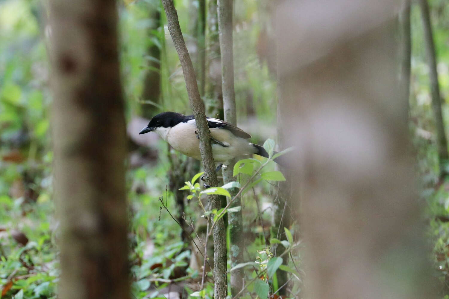 Image of Tropical Boubou