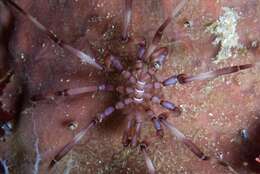 Image of sea spider