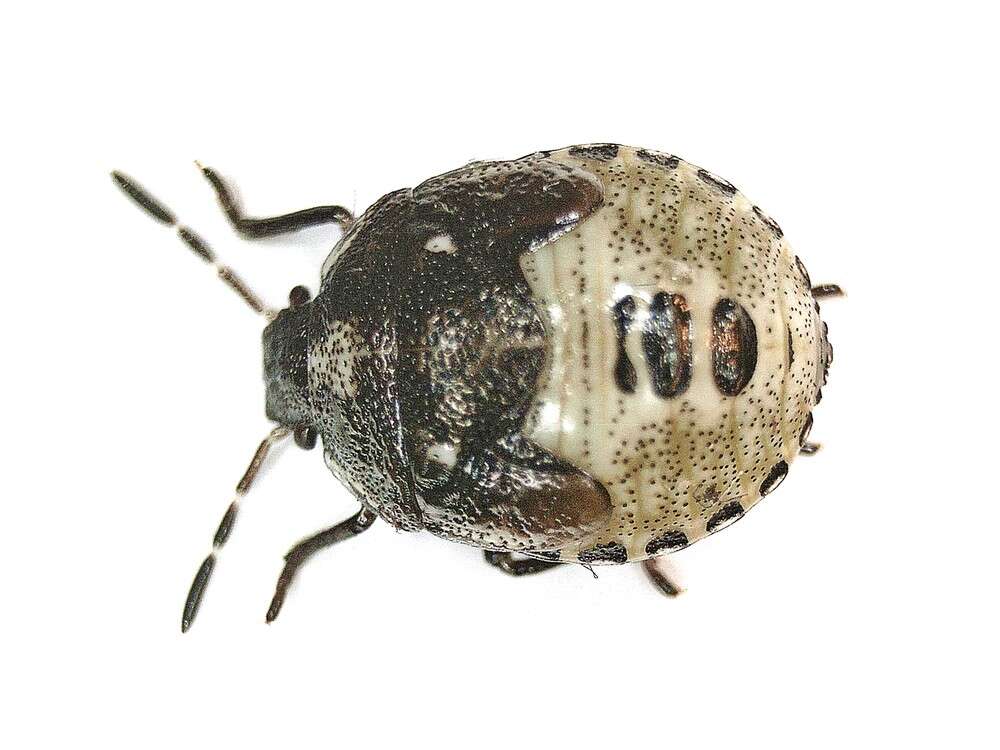 Image of <i>Eysarcoris venustissimus</i>