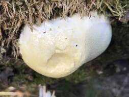 Image of Reticularia lycoperdon