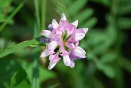 Image of crown vetch