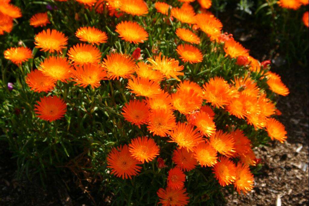 Image of Lampranthus aureus (L.) N. E. Br.