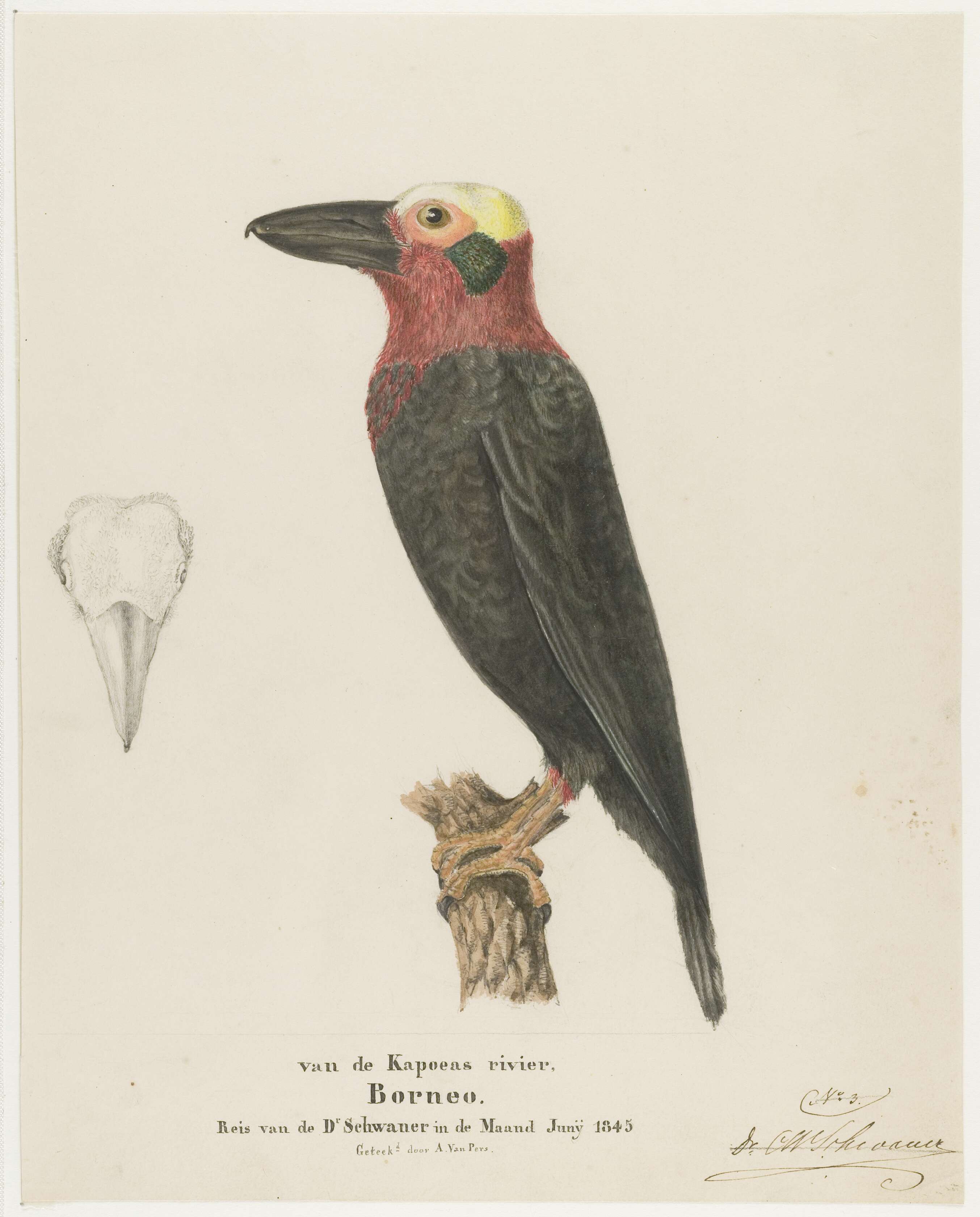 Image of Pityriasidae