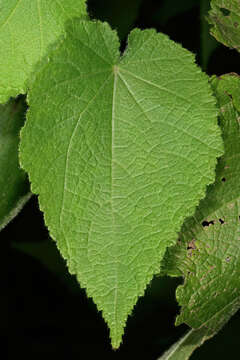 Image de Sparrmannia africana L. fil.