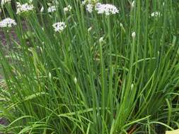 Image of Chinese chives