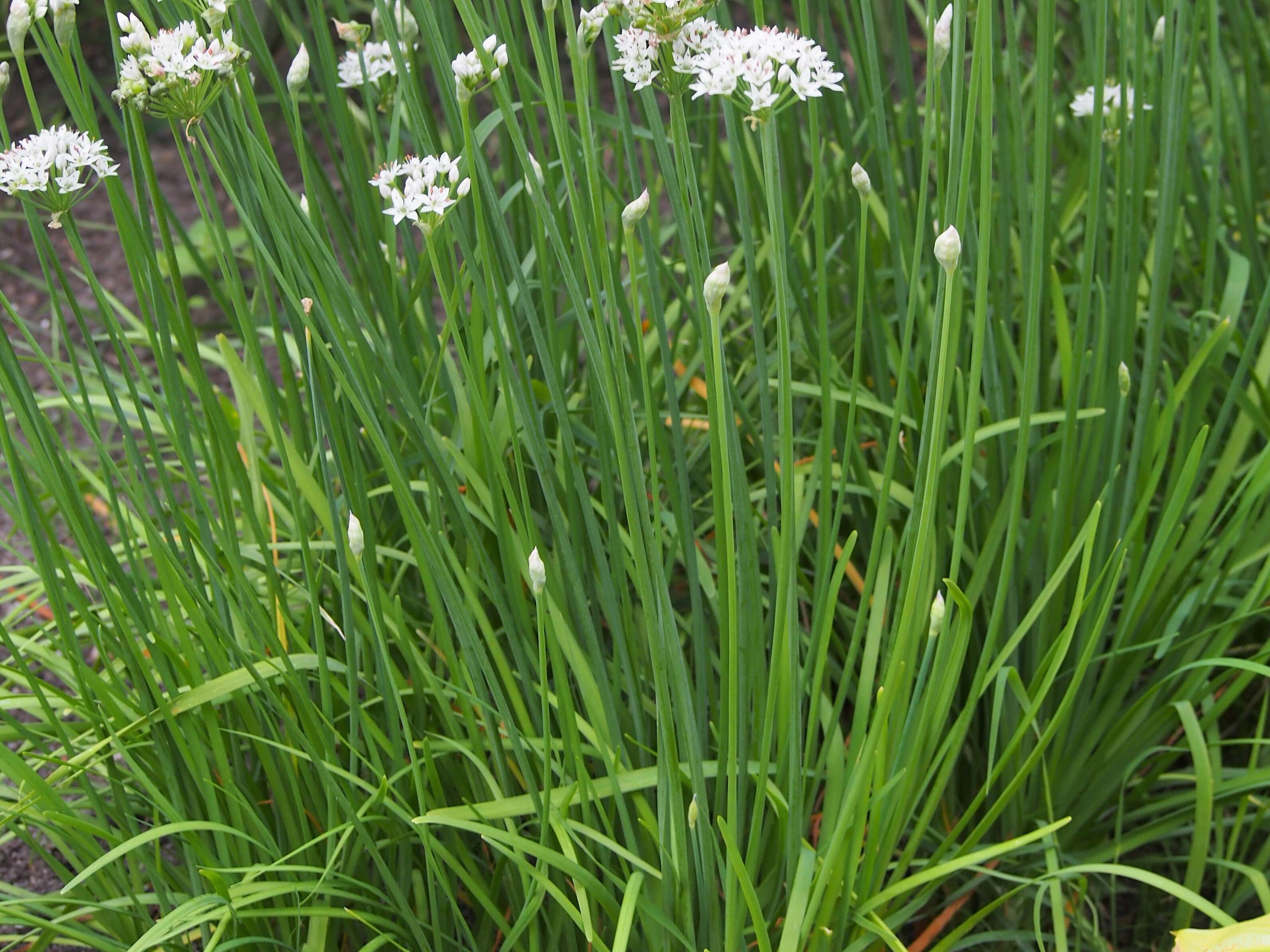 Image of Chinese chives